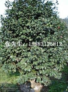 成功案例