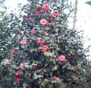 茶花
