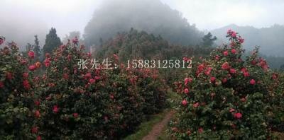 茶花