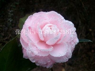茶花
