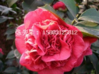 茶花