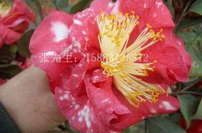 茶花